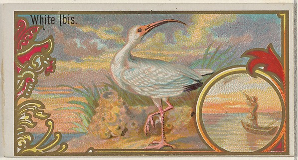 White Ibis, from the Game Birds series (N13) for Allen & Ginter Cigarettes Brands