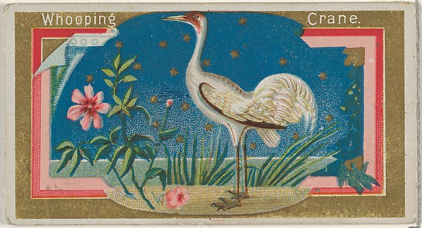 Whopping Crane, from the Game Birds series (N13) for Allen & Ginter Cigarettes Brands