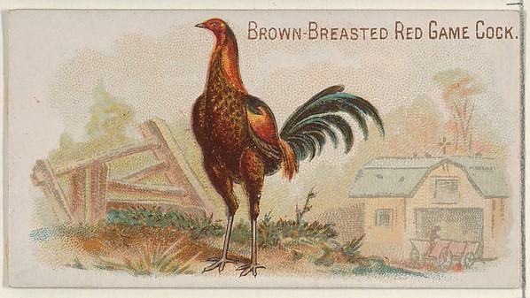 Brown-Breasted Red Game Cock, from the Prize and Game Chickens series (N20) for Allen & Ginter Cigarettes