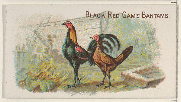 Black Red Game Bantams, from the Prize and Game Chickens series (N20) for Allen & Ginter Cigarettes