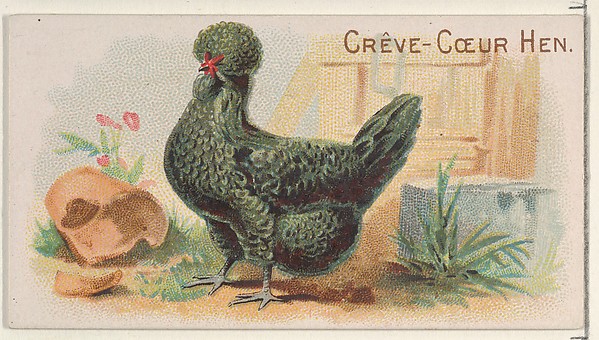 Crève-Cœur Hen, from the Prize and Game Chickens series (N20) for Allen & Ginter Cigarettes