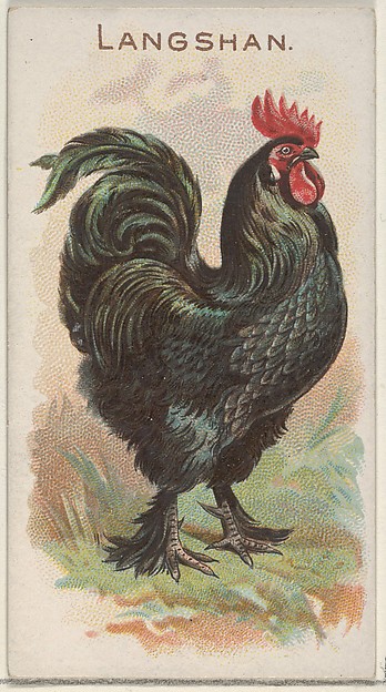 Langshan, from the Prize and Game Chickens series (N20) for Allen & Ginter Cigarettes