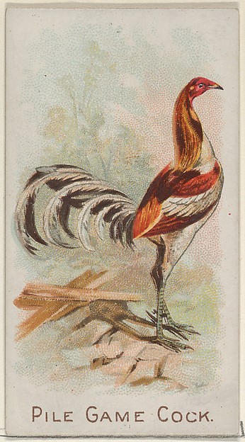 Pile Game Cock, from the Prize and Game Chickens series (N20) for Allen & Ginter Cigarettes