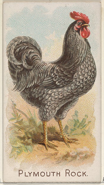 Plymouth Rock, from the Prize and Game Chickens series (N20) for Allen & Ginter Cigarettes