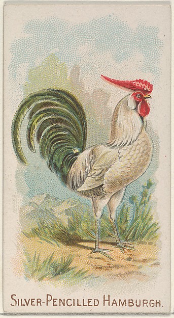 Silver-Pencilled Hamburgh, from the Prize and Game Chickens series (N20) for Allen & Ginter Cigarettes