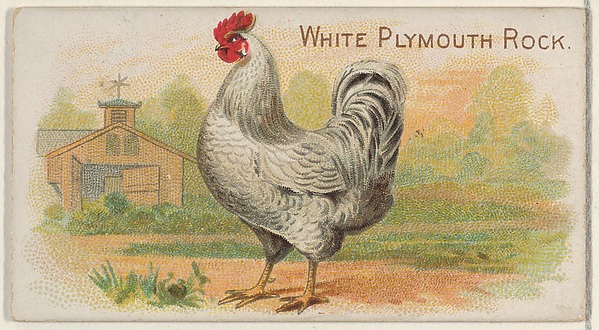 White Plymouth Rock, from the Prize and Game Chickens series (N20) for Allen & Ginter Cigarettes by Allen & Ginter, The Metropolitan Museum of Art