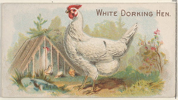 White Dorking Hen, from the Prize and Game Chickens series (N20) for Allen & Ginter Cigarettes by Allen & Ginter, The Metropolitan Museum of Art