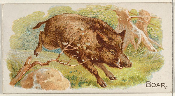 Boar, from the Quadrupeds series (N21) for Allen & Ginter Cigarettes
