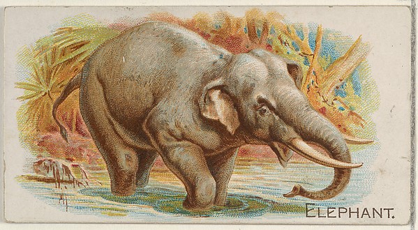 Elephant, from the Quadrupeds series (N21) for Allen & Ginter Cigarettes