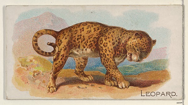 Leopard, from the Quadrupeds series (N21) for Allen & Ginter Cigarettes