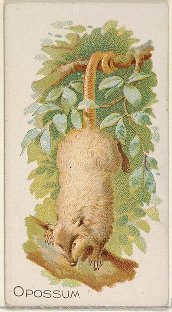 Opossum, from the Quadrupeds series (N21) for Allen & Ginter Cigarettes