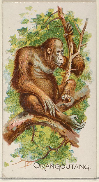 Orangoutang, from the Quadrupeds series (N21) for Allen & Ginter Cigarettes