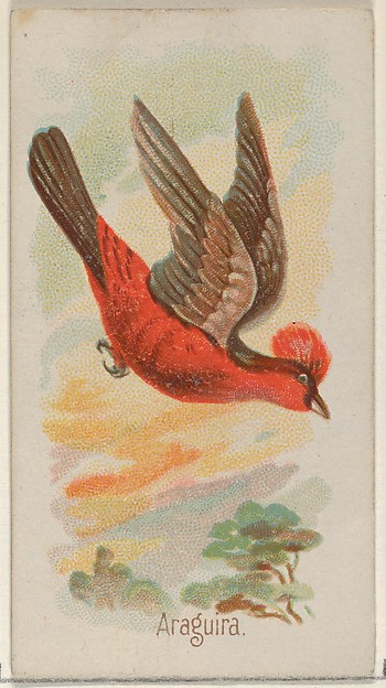 Araguira, from the Song Birds of the World series (N23) for Allen & Ginter Cigarettes