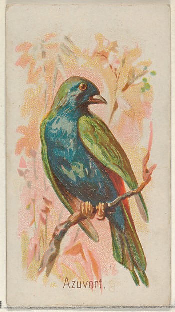 Azuvert, from the Song Birds of the World series (N23) for Allen & Ginter Cigarettes
