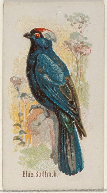 Blue Bullfinch, from the Song Birds of the World series (N23) for Allen & Ginter Cigarettes