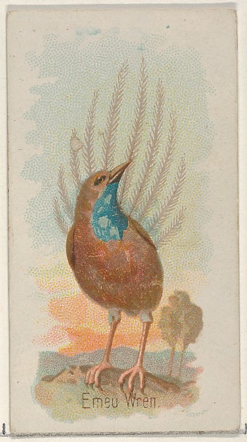 Emeu Wren, from the Song Birds of the World series (N23) for Allen & Ginter Cigarettes