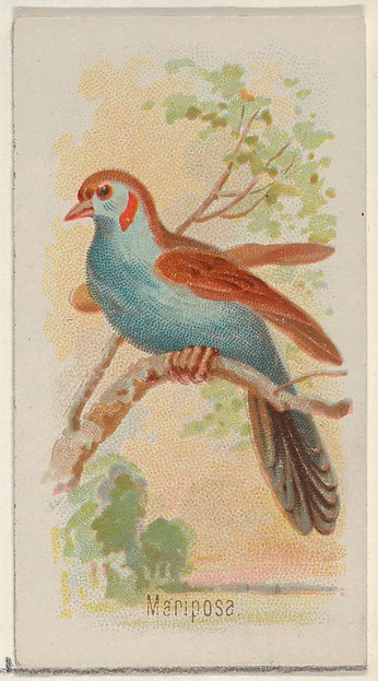 Mariposa, from the Song Birds of the World series (N23) for Allen & Ginter Cigarettes