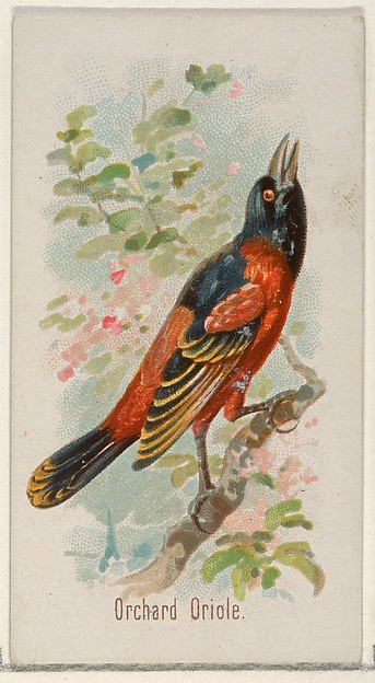 Orchard Oriole, from the Song Birds of the World series (N23) for Allen & Ginter Cigarettes