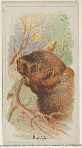 Beaver, from the Wild Animals of the World series (N25) for Allen & Ginter Cigarettes