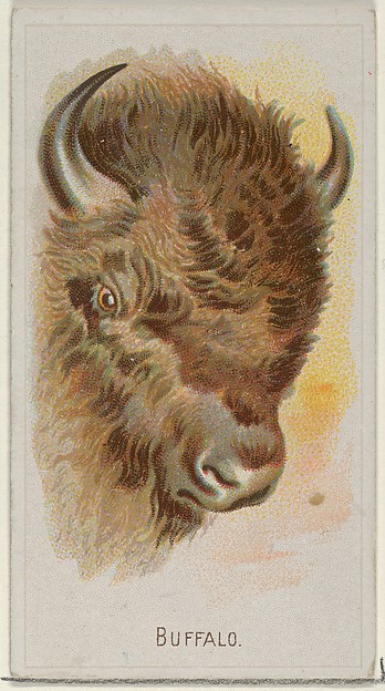 Buffalo, from the Wild Animals of the World series (N25) for Allen & Ginter Cigarettes