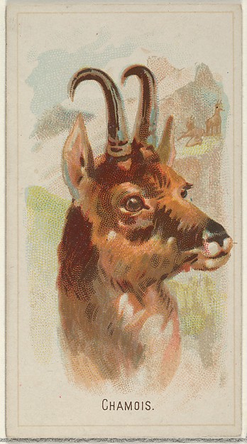 Chamois, from the Wild Animals of the World series (N25) for Allen & Ginter Cigarettes