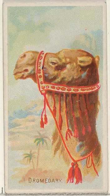 Dromedary, from the Wild Animals of the World series (N25) for Allen & Ginter Cigarettes