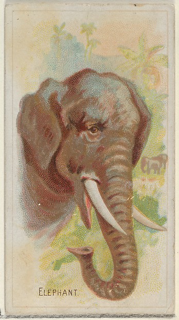 Elephant, from the Wild Animals of the World series (N25) for Allen & Ginter Cigarettes