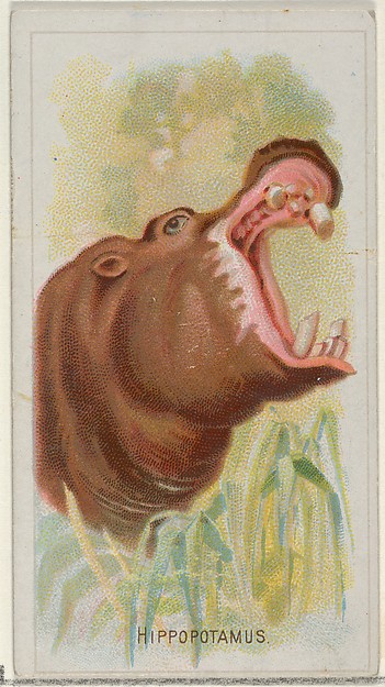 Hippopotamus, from the Wild Animals of the World series (N25) for Allen & Ginter Cigarettes