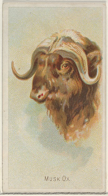 Musk Ox, from the Wild Animals of the World series (N25) for Allen & Ginter Cigarettes