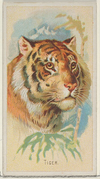 Tiger, from the Wild Animals of the World series (N25) for Allen & Ginter Cigarettes