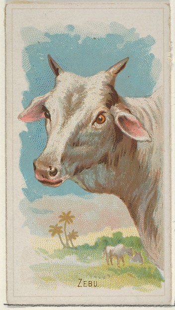 Zebu, from the Wild Animals of the World series (N25) for Allen & Ginter Cigarettes