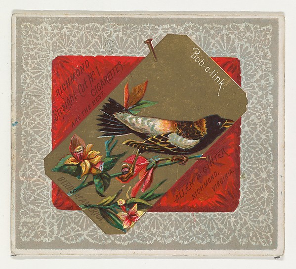 Bob-o-link, from the Birds of America series (N37) for Allen & Ginter Cigarettes