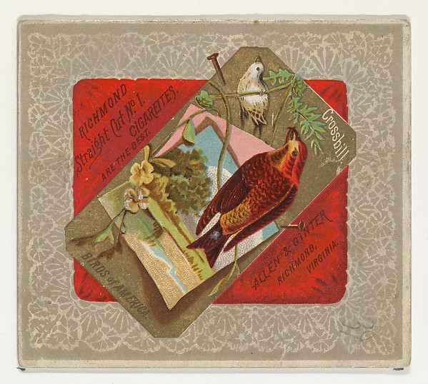Crossbill, from the Birds of America series (N37) for Allen & Ginter Cigarettes