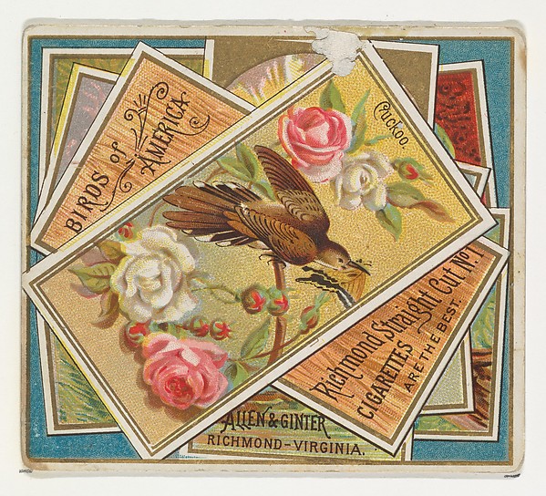 Cuckoo, from the Birds of America series (N37) for Allen & Ginter Cigarettes