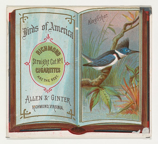 Kingfisher, from the Birds of America series (N37) for Allen & Ginter Cigarettes