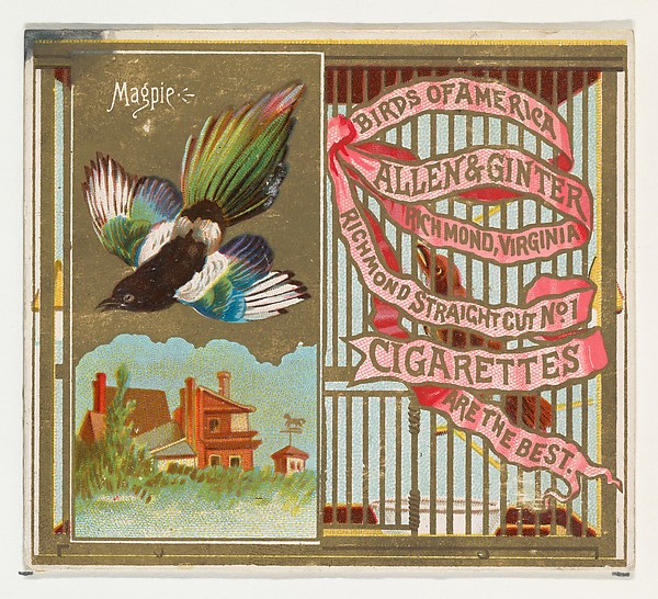 Magpie, from the Birds of America series (N37) for Allen & Ginter Cigarettes by Allen & Ginter, The Metropolitan Museum of Art