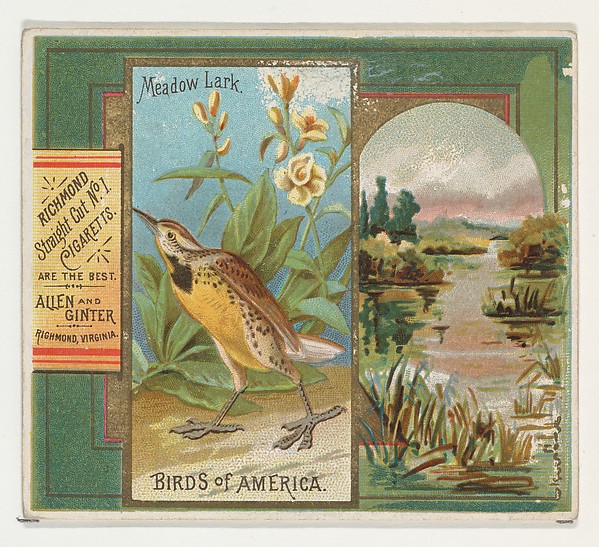 Meadow Lark, from the Birds of America series (N37) for Allen & Ginter Cigarettes by Allen & Ginter, The Metropolitan Museum of Art