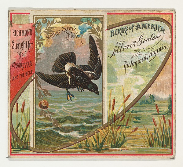 Mother Carey's Chicken, from the Birds of America series (N37) for Allen & Ginter Cigarettes