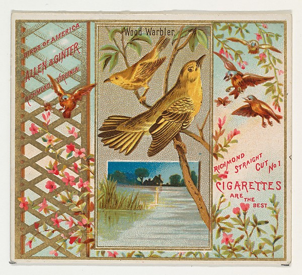 Wood Warbler, from the Birds of America series (N37) for Allen & Ginter Cigarettes