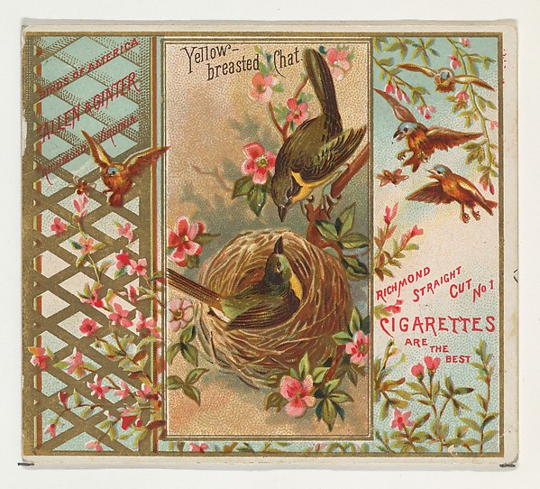 Yellow-breasted Chat, from the Birds of America series (N37) for Allen & Ginter Cigarettes