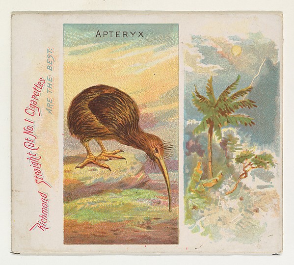 Apteryx, from Birds of the Tropics series (N38) for Allen & Ginter Cigarettes by Allen & Ginter, The Metropolitan Museum of Art