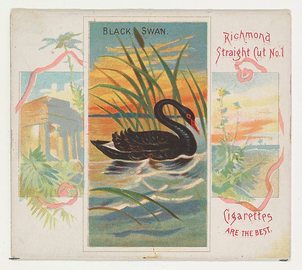 Black Swan, from Birds of the Tropics series (N38) for Allen & Ginter Cigarettes