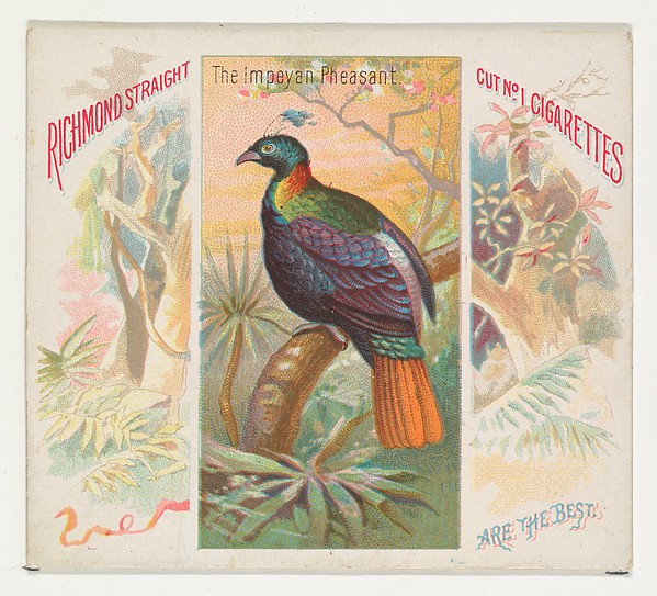 The Impeyan Pheasant, from Birds of the Tropics series (N38) for Allen & Ginter Cigarettes
