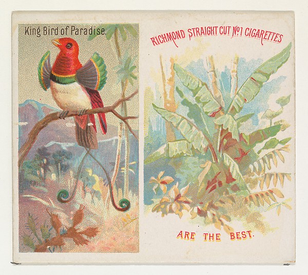 King Bird of Paradise, from Birds of the Tropics series (N38) for Allen & Ginter Cigarettes