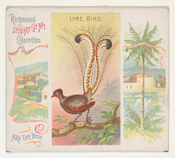 Lyre Bird, from Birds of the Tropics series (N38) for Allen & Ginter Cigarettes by Allen & Ginter, The Metropolitan Museum of Art