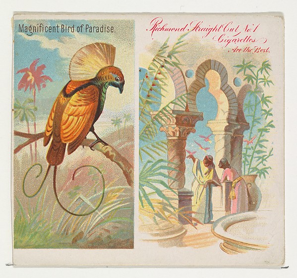 Magnificent Bird of Paradise, from Birds of the Tropics series (N38) for Allen & Ginter Cigarettes by Allen & Ginter, The Metropolitan Museum of Art
