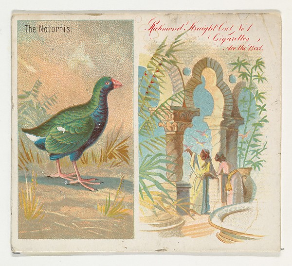 The Notornis, from Birds of the Tropics series (N38) for Allen & Ginter Cigarettes