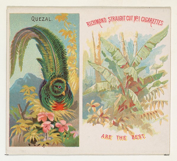 Quezal, from Birds of the Tropics series (N38) for Allen & Ginter Cigarettes