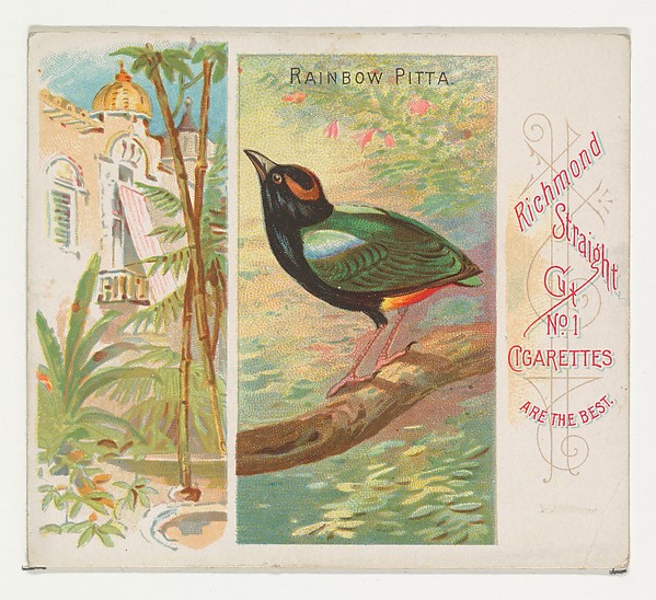 Rainbow Pitta, from Birds of the Tropics series (N38) for Allen & Ginter Cigarettes by Allen & Ginter, The Metropolitan Museum of Art