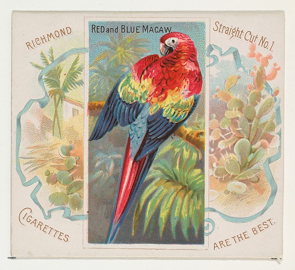 Red and Blue Macaw, from Birds of the Tropics series (N38) for Allen & Ginter Cigarettes
